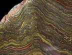 Polished Tiger Iron Stromatolite - ( Billion Years) #63305-1